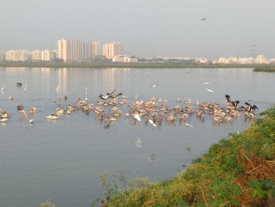 Pallikaranai Marsh Reserve Forest